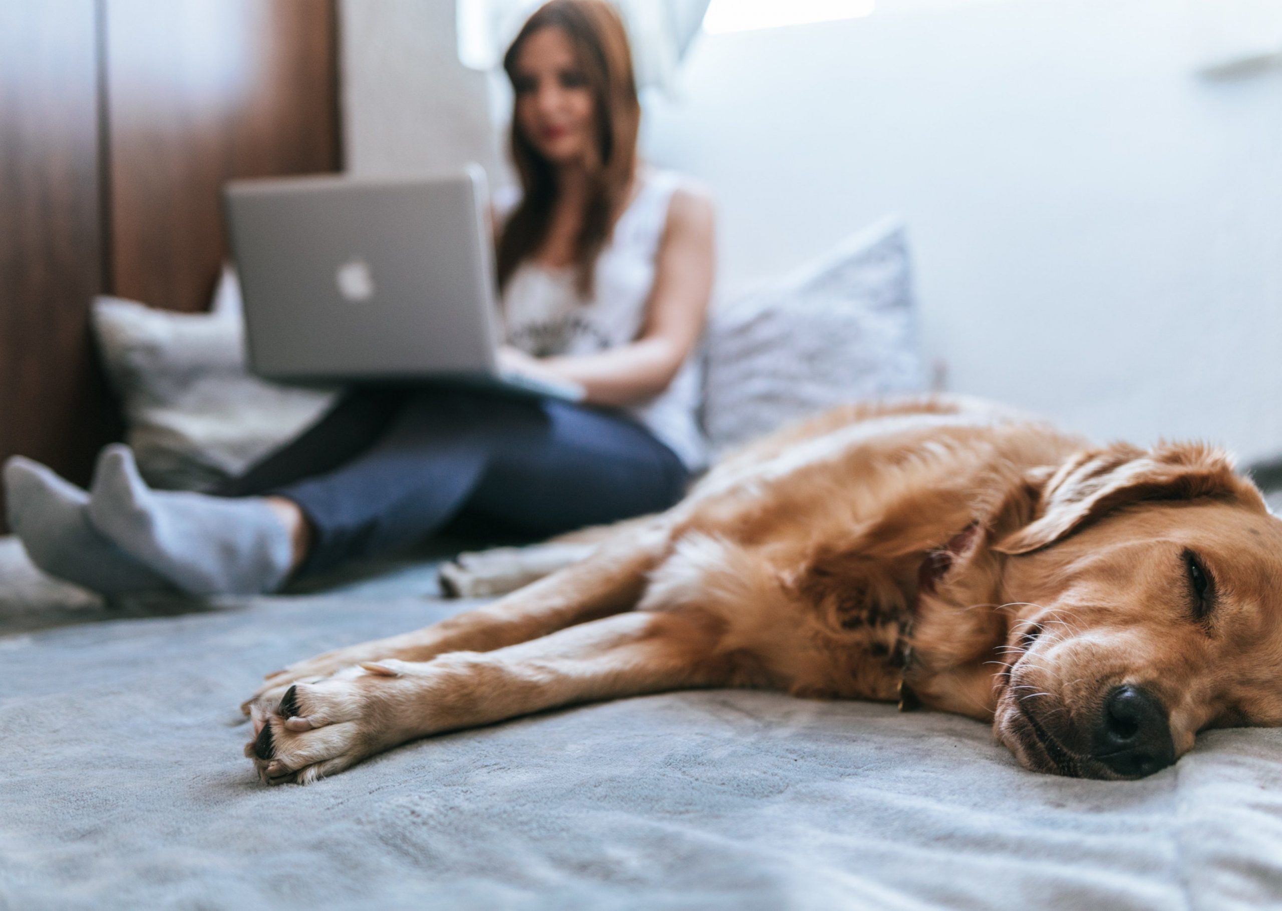 kadın dizüstü bilgisayar kullanırken köpek yanında yatıyor