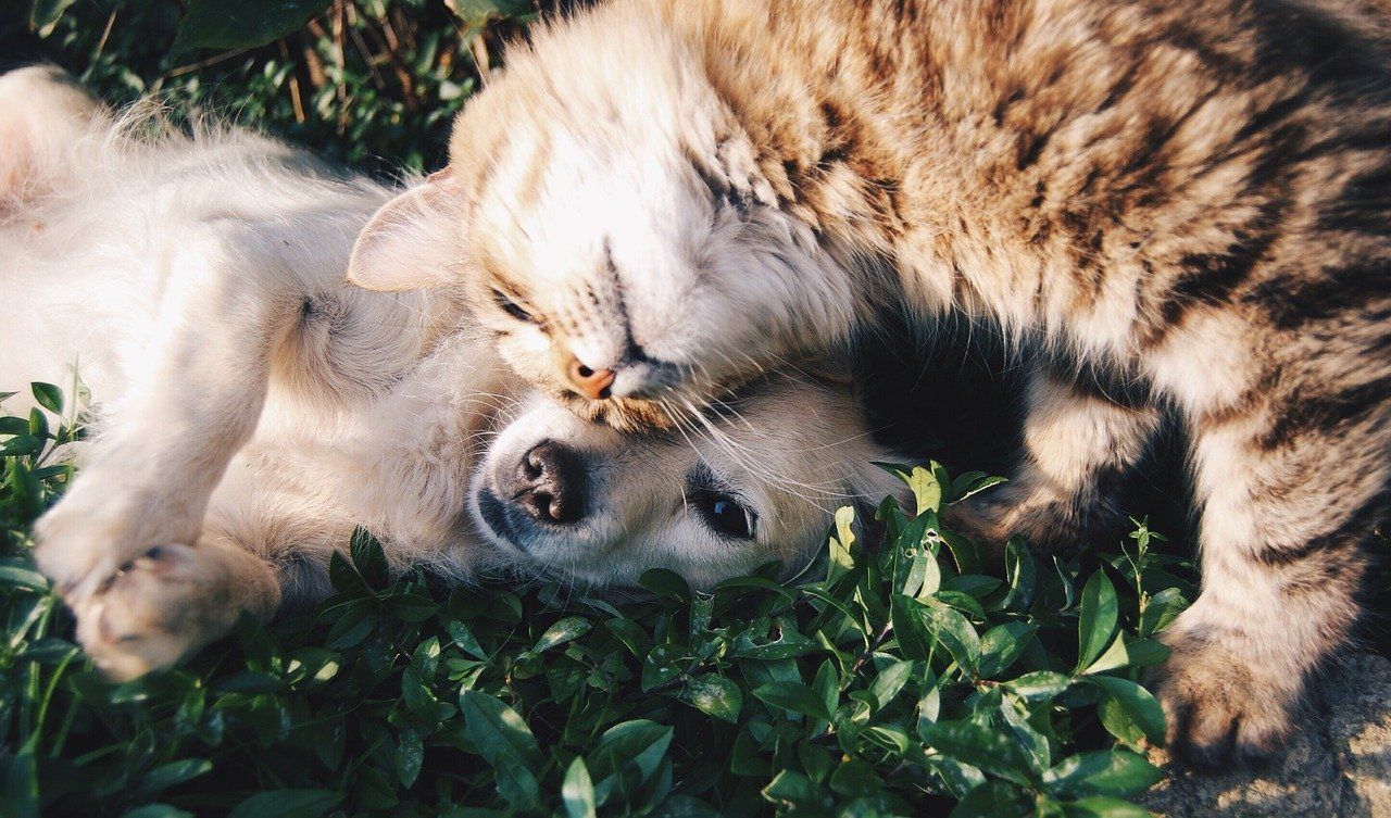 kedi ve köpek birbirine sarılıyor