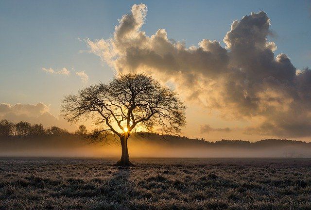 doğadan uzaklaşan insan betimlemesi bir ağaç