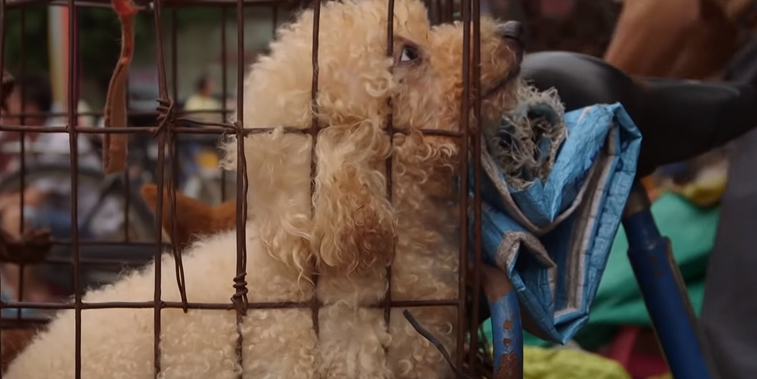 Video İçin Köpek Eti Yiyen Amerikalı ve Köpek Yemeyi Savunan Çinliler