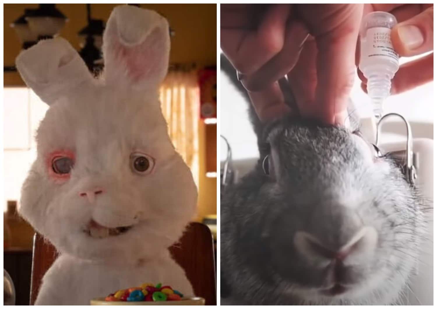 Save Ralph'in Gerçek Yüzü ve Tavşanların Deneylerde Kullanılma Nedeni