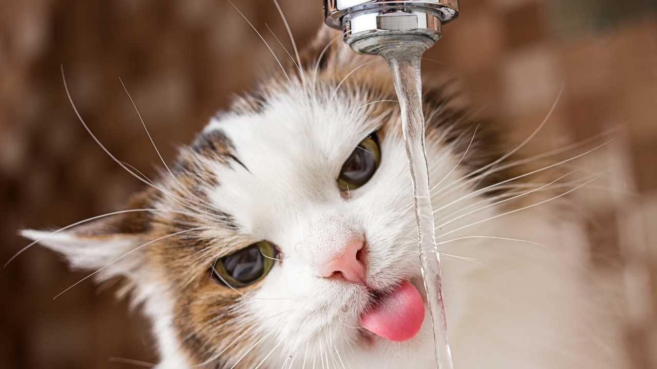 su içen kedi